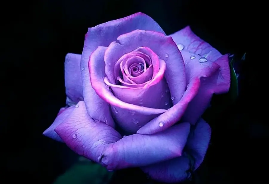 Lovely Two-Color Wallpaper of Young Purple Roses in HD Quality Suitable for Laptop