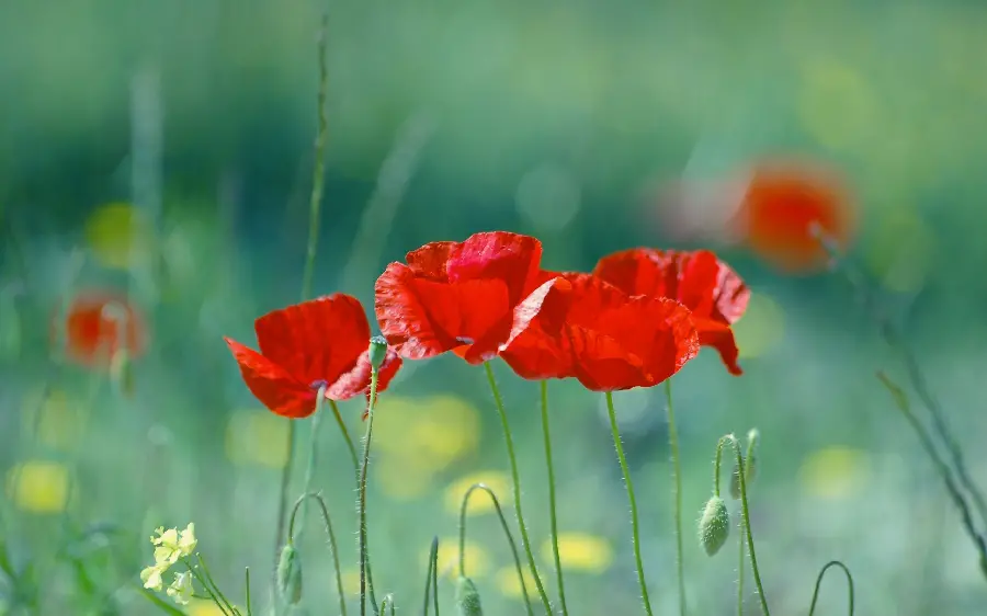 Download soulful image of red poppies andVery good quality hash