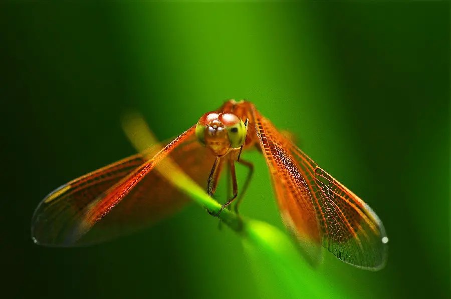 High-quality image of a dragonfly from a close-up