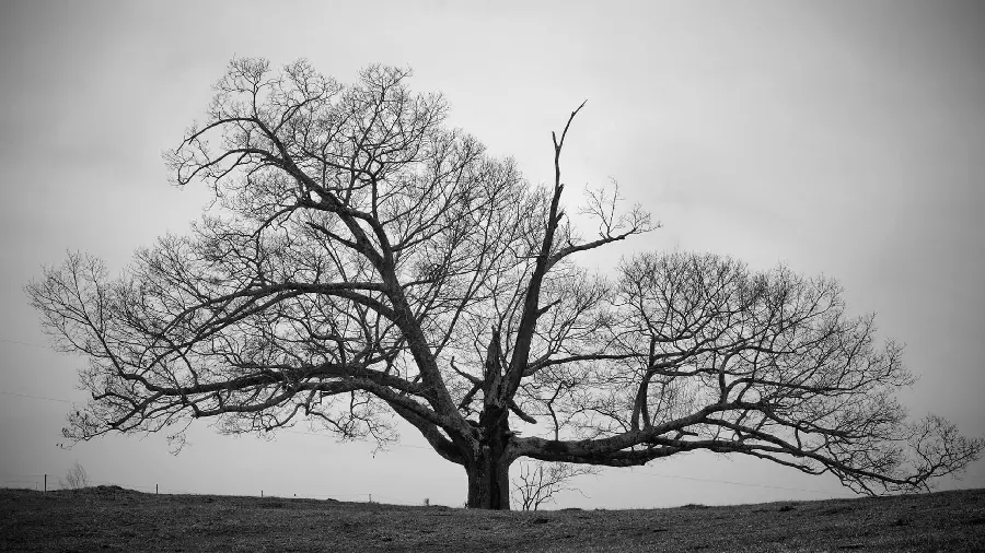 Download Black and White Background with Amazing Tree Design for Windows