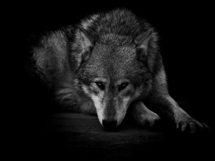 Download the best image of a calm and cute wolf on a black background suitable for Telegram