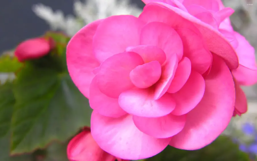 Eye-catching vector of a flower Begonia with bright pink flowers in FUII HD quality 