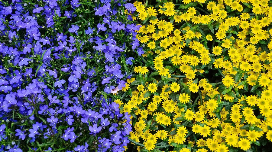 Beautiful photo of a field of spectacular yellow and purple flowers 