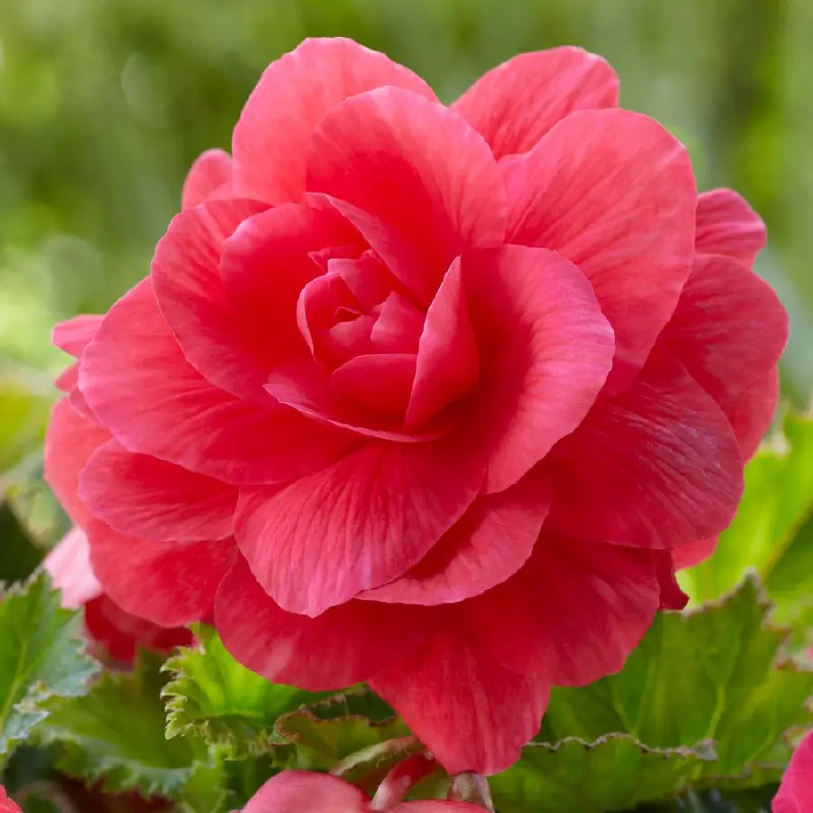 A passionate burgundy begonia flower wallpaper in HD quality suitable for phone profiles