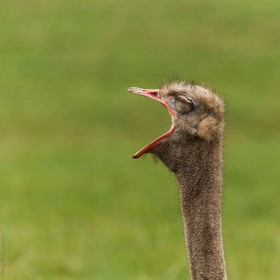 Full HD photo of an ostrich with an open mouth in a green space