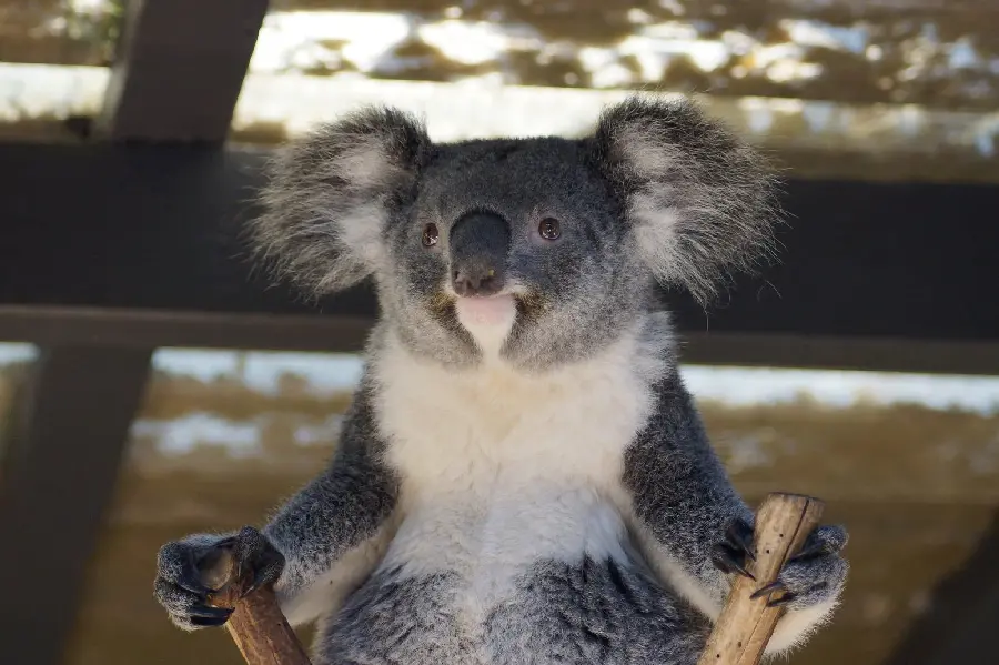 Stacked photo of a mischievous koala sitting