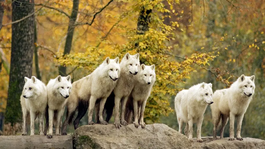 Spooky wallpaper of a pack of white wolves in the autumn forest