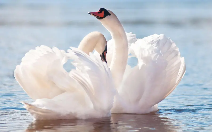 Romantic and brilliant profile photo of two lovely white swans in Full HD quality 