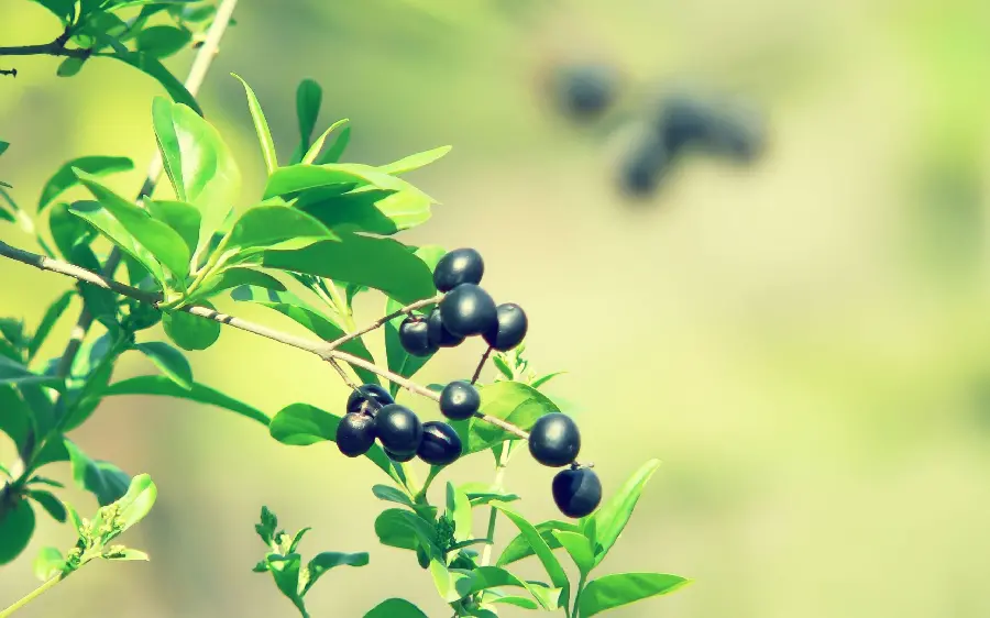 Download a trendy background image of a black olive tree with its young leaves