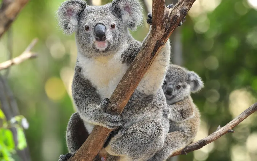 Download a beautiful profile picture of a baby koala behind its mother on a tree