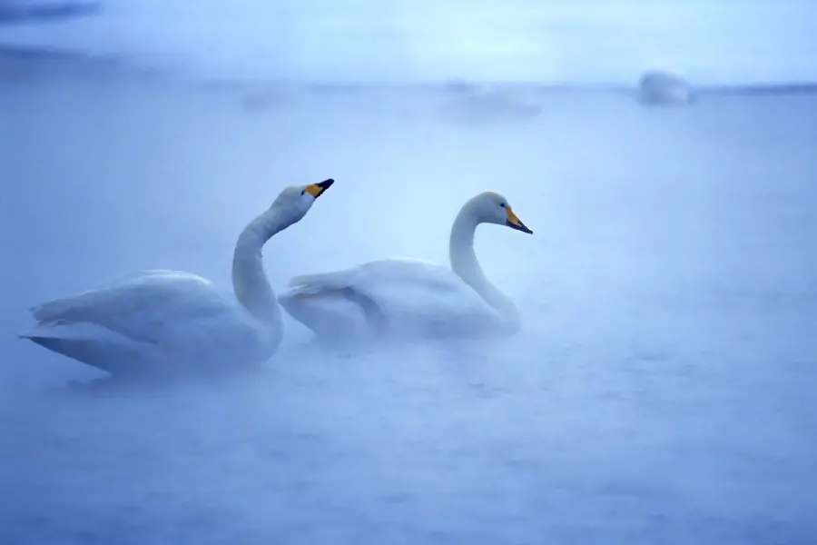 The most strange background of a swan bird in the fog suitable for tablets with 8k quality