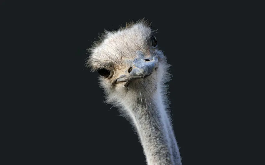 Furry and cute ostrich suitable for mobile wallpaper