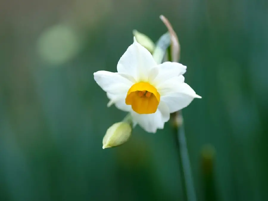 Single photo of white daffodils and a bouquet of flowers for mobile profiles
