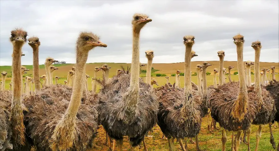 Beautiful background of a group of ostriches in the middle of a field
