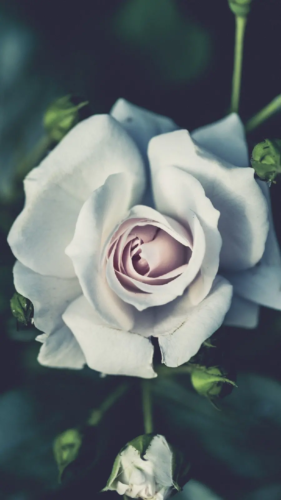 A sad and wilting white rose background image