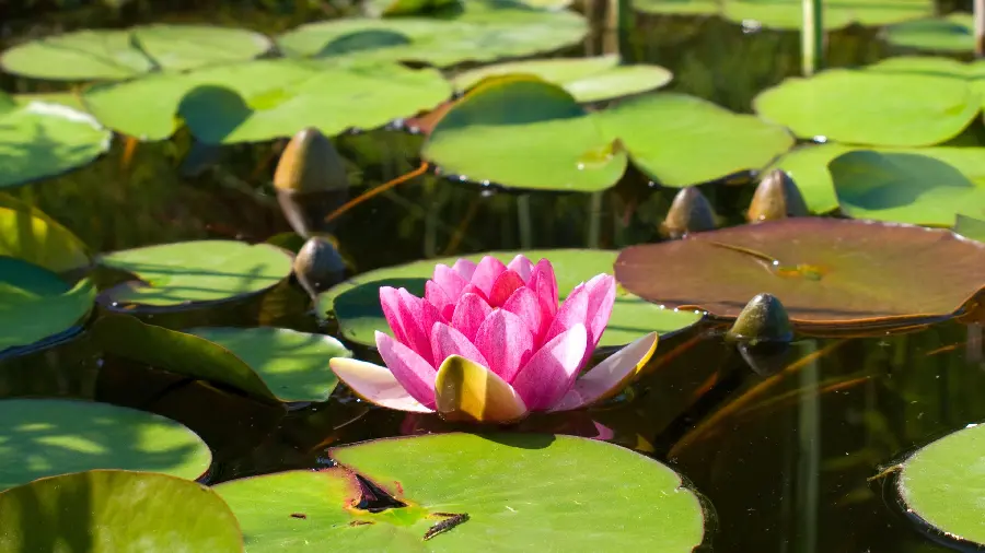Water lily photo under the rays of the sun suitable for phone backgrounds