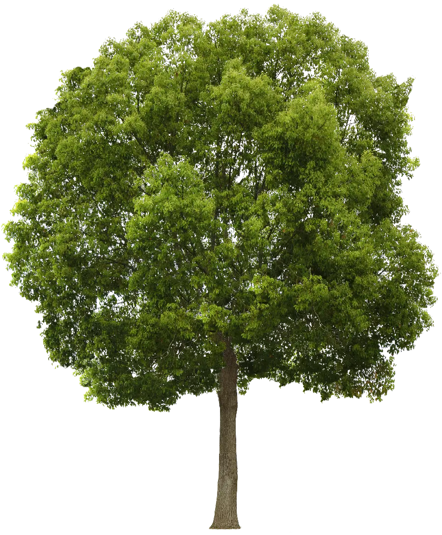 Unique Photo of a Tree with Green Leaves in PNG Format
