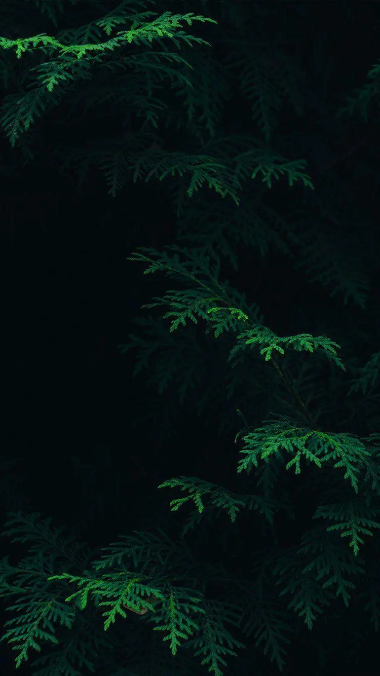 The latest dark green nature wallpaper in HD quality 