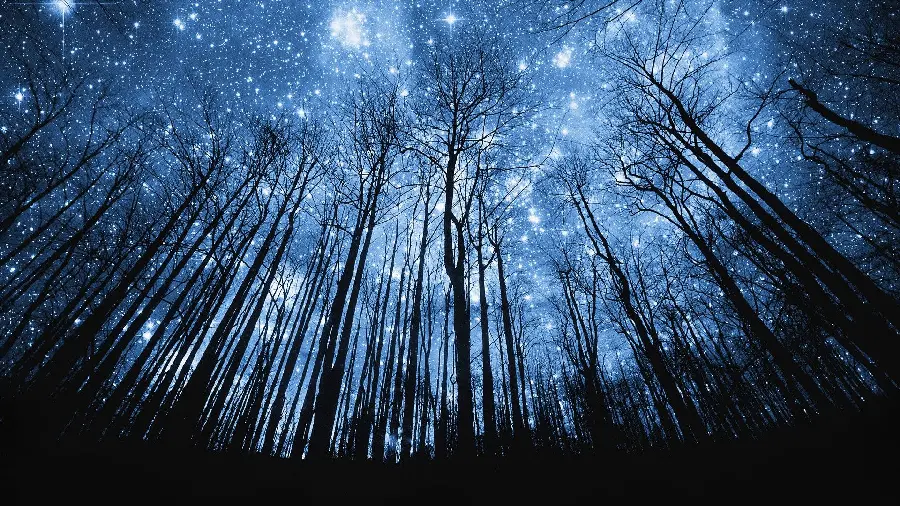 Free download of an amazing photo of the forest under the starry night sky with extraordinary quality 