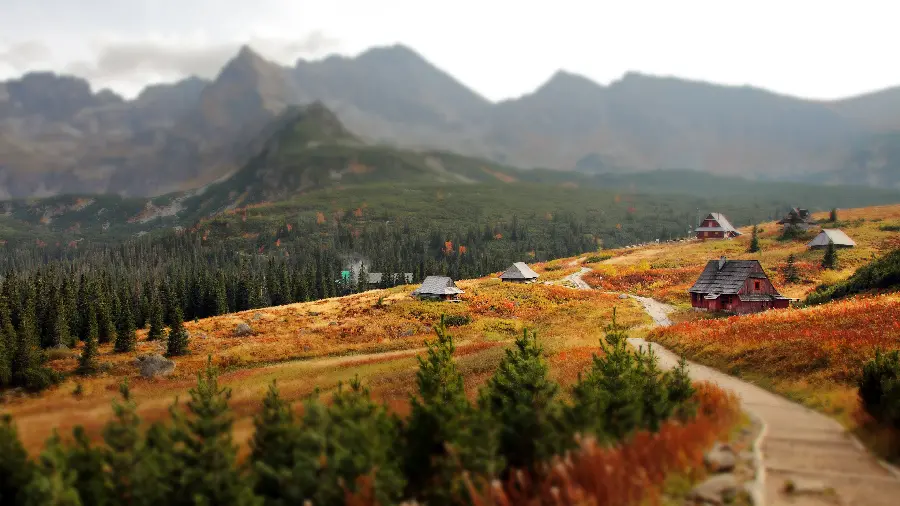 A special and autumn wallpaper of a vast forest for your desktop 