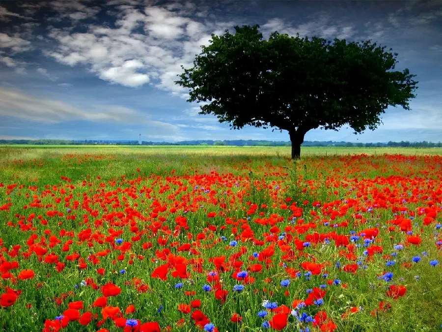 A special Apple laptop wallpaper of a field of wild red poppies and blue flowers next to a large tree