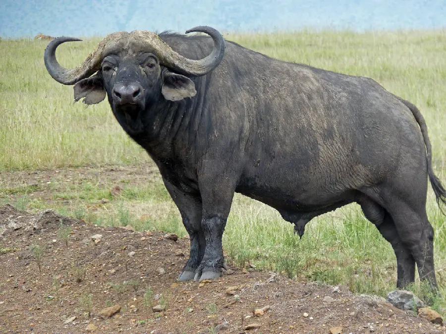 Vector photo of buffalo and buffalo with hd quality