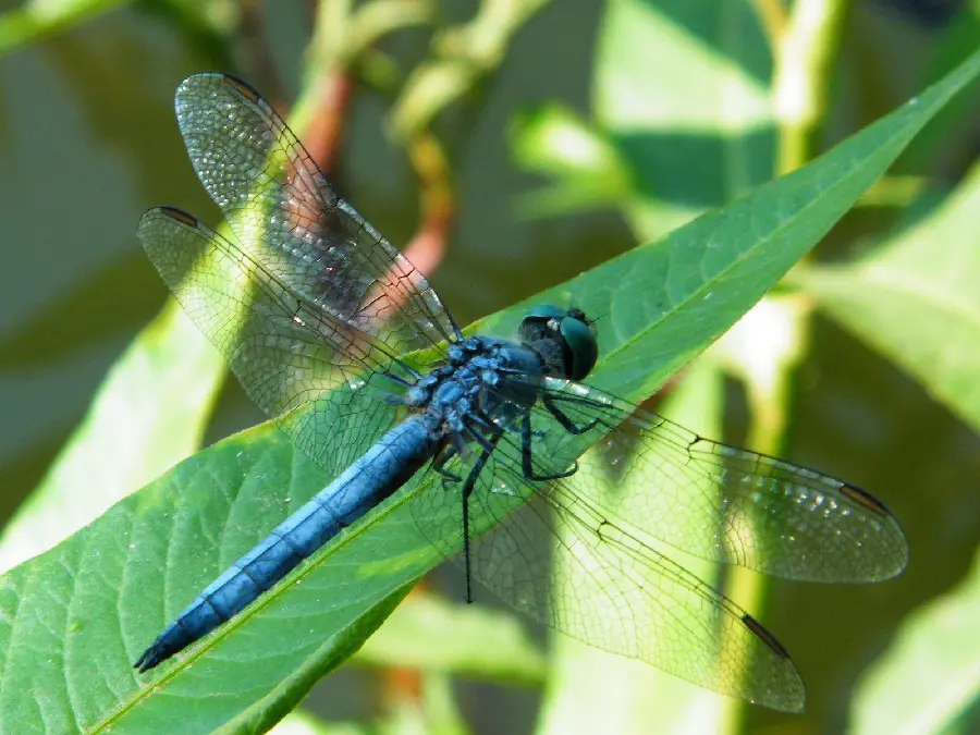 Black dragonfly insect photo with ful hd quality