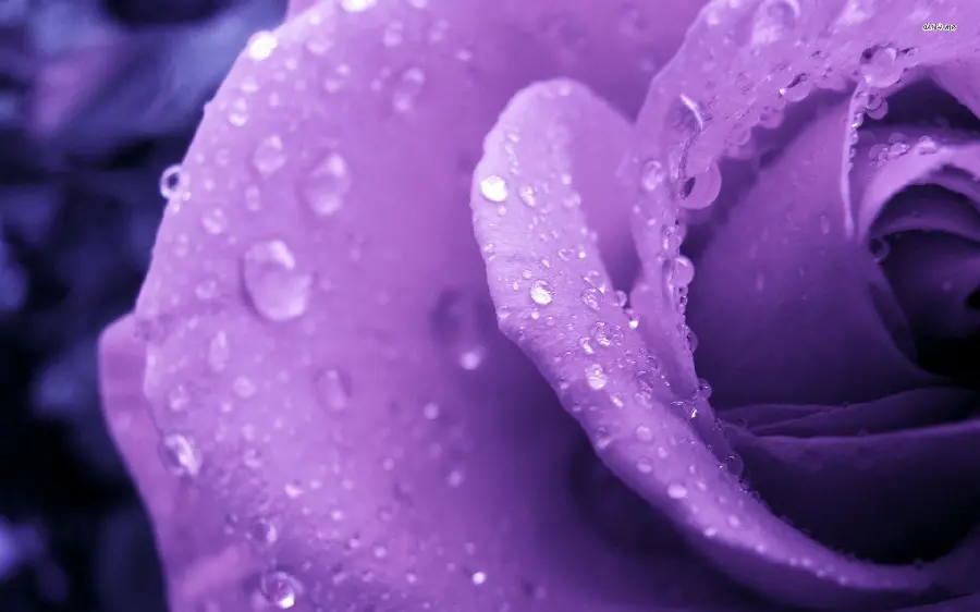Incomplete Background Image of Purple Rose with Water Drops on Its Petals
