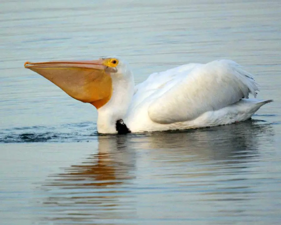 Image High quality of a pelican floating in the water with a large beak suitable for Windows