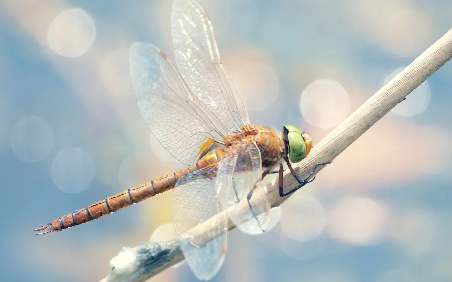 High quality dragonfly wallpaper