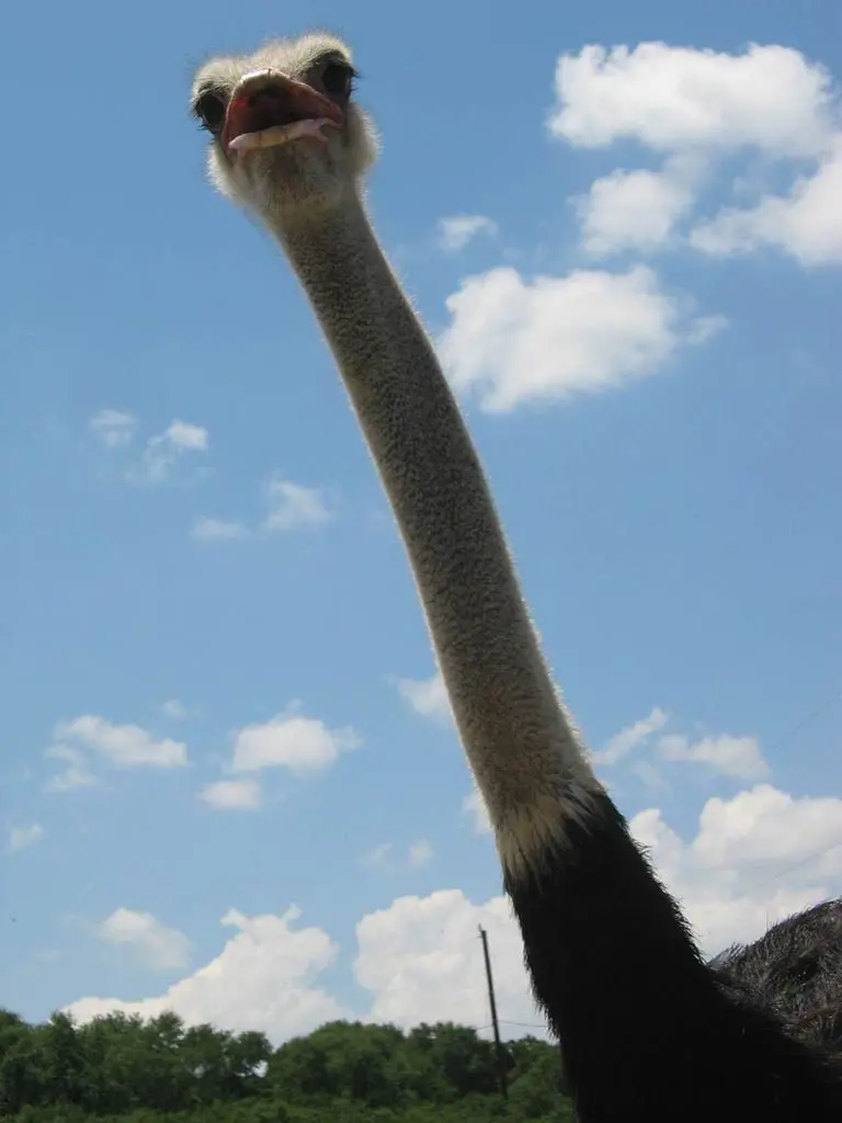 HD background of a long-necked ostrich in a field