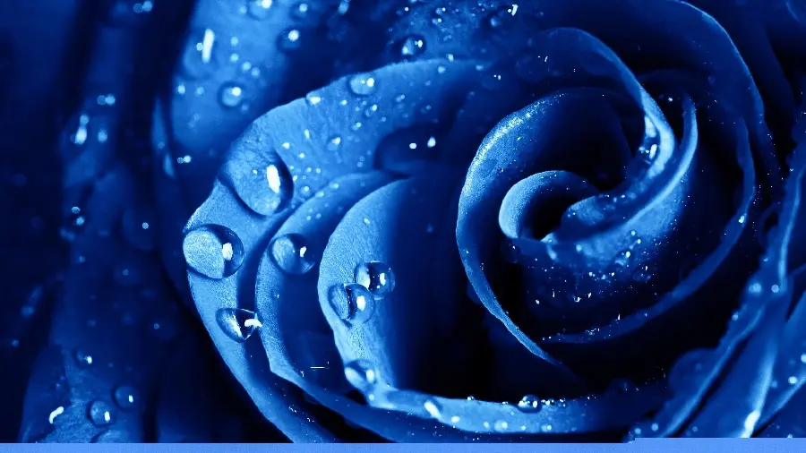 A special and artistic view of a beautiful and fresh blue rose