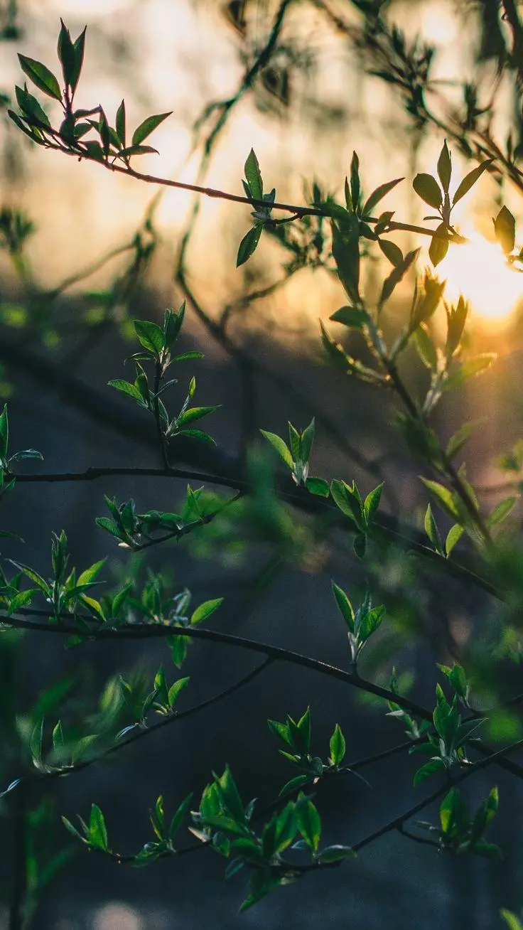 The most beautiful artistic frame of green nature at sunset with portrait technique