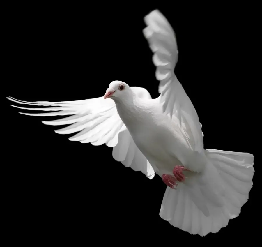 Download a wallpaper of a dove spreading its wings in the left direction