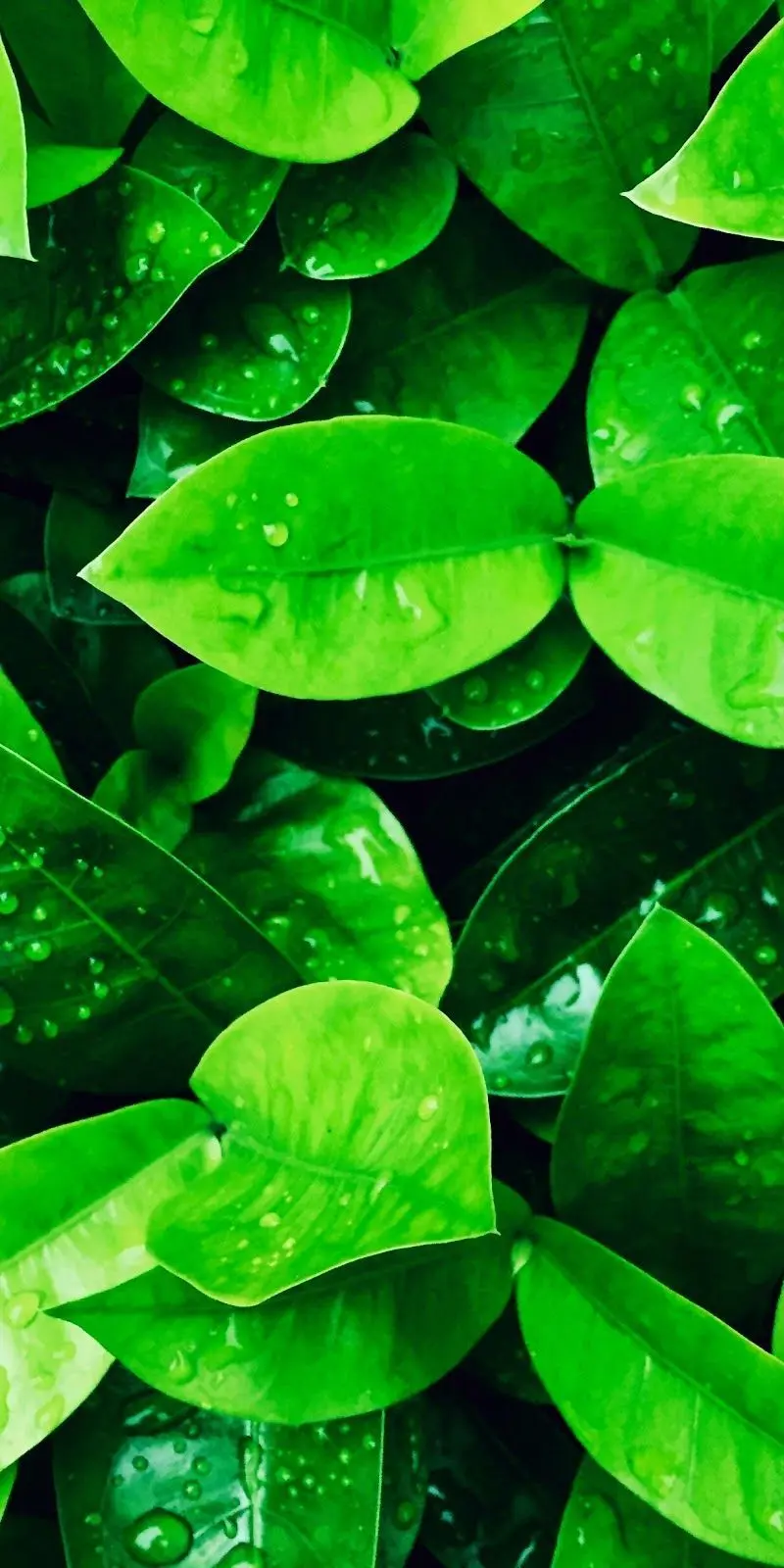 New wallpaper of lush and rain-swept leaves 2022