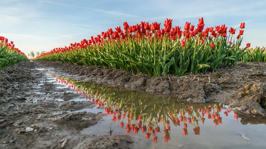 Download a fun profile picture of nature and a beautiful tulip field landscape photo in high quality