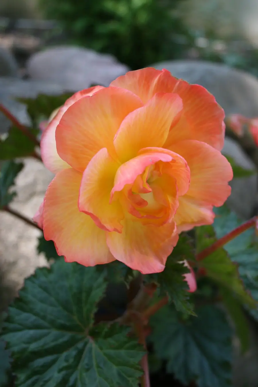 The most special poster of a beautiful begonia flower with wide leaves in excellent quality for your phone