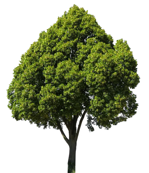 Photoshop 2D Tree Texture for Editing Programs