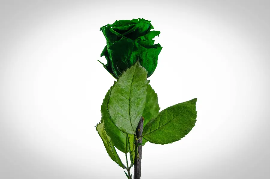 Download a lifeless photo of a branch of a dried green rose on a white and slightly gray background