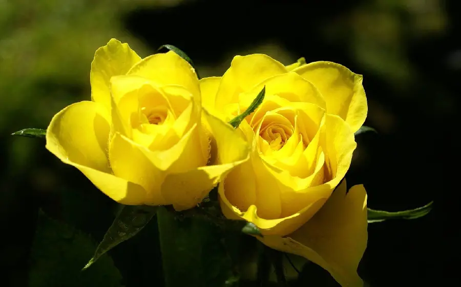 Two yellow rose buds in an artistic and special view for your WhatsApp profile 