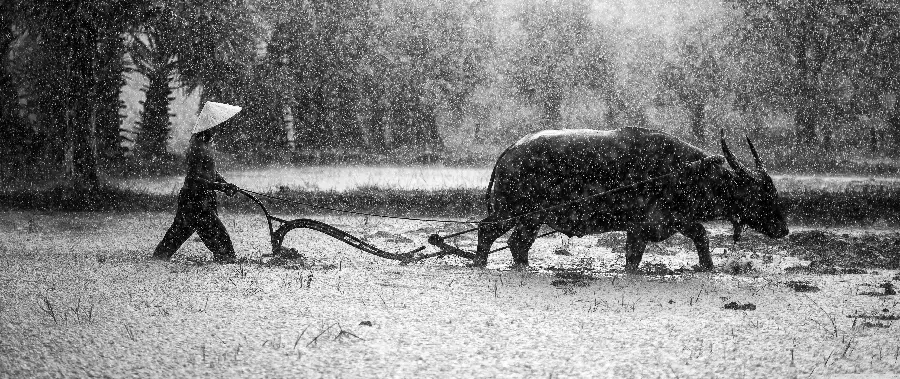Download beautiful wallpaper of buffalo during snowfall