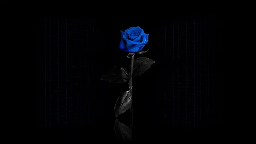 Artistic and lovely view of a single blue rose for your desktop