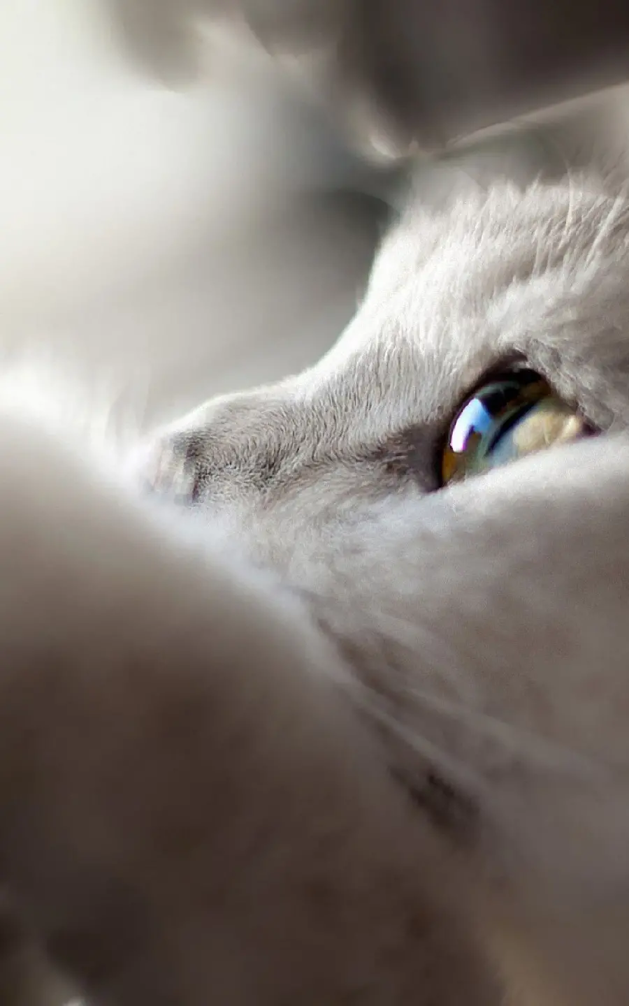 Mysterious wallpaper of a white cat with a shining nose and eyes