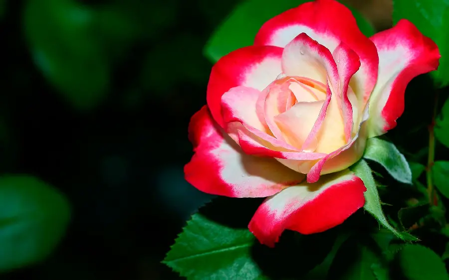 Download a photo of a white rose with a red border for your profile 