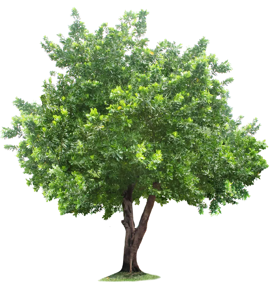 The most beautiful tree PNG suitable for PowerPoint and photos