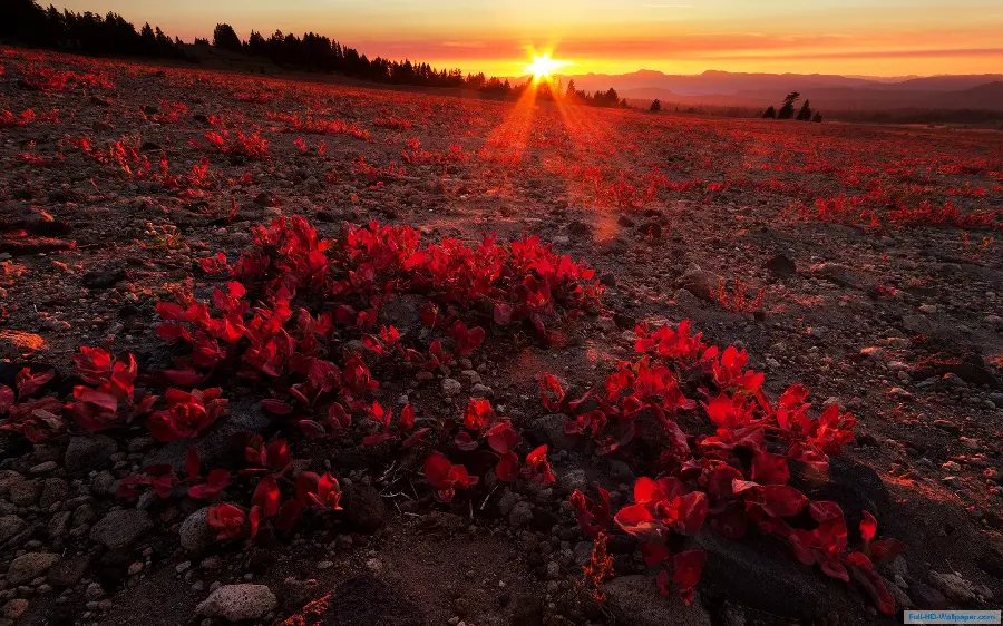 Interesting image of red flowers under the sun in 8k quality