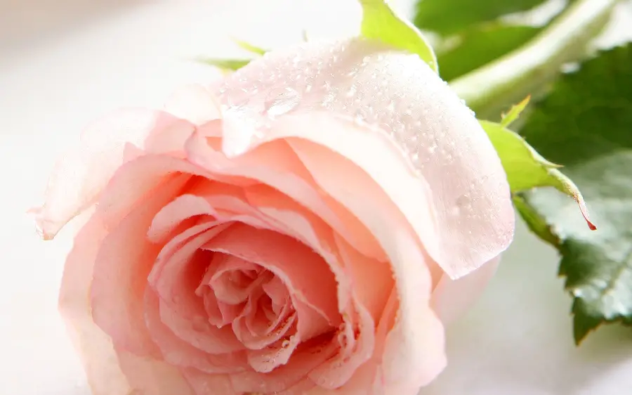 A spectacular profile photo of a beautiful peach rose 