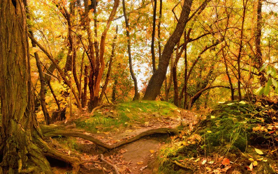 Autumn nature wallpaper with Full HD quality for widescreen 
