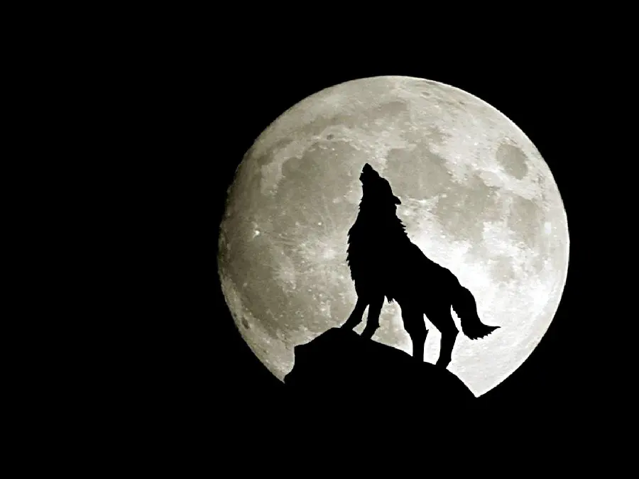 A pleasant and unique profile picture of a wolf howling at the moon