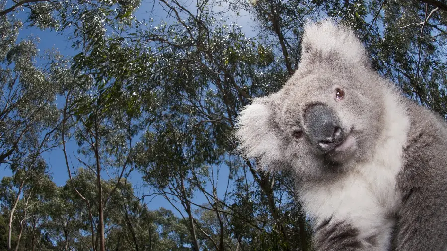 ground photo of a koala sitting on the ground of the forest trees and looking at something